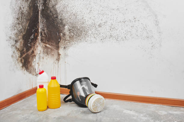Best Kitchen Mold Remediation in St Helens, OR