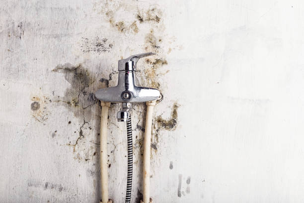 Best Black Mold Remediation in St Helens, OR