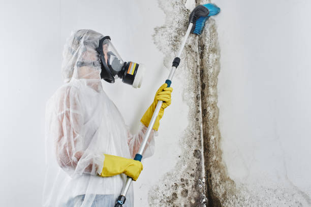 Best DIY Mold Remediation Support Services in St Helens, OR