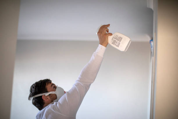 Best White Mold Remediation in St Helens, OR