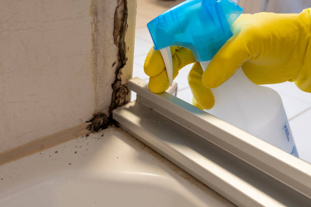 Best Localized Mold Remediation (e.g., coastal areas, humid climates) in St Helens, OR