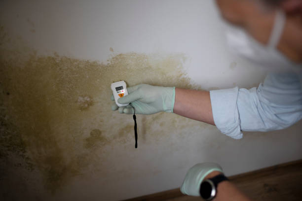 Best Post-Flood Mold Remediation in St Helens, OR