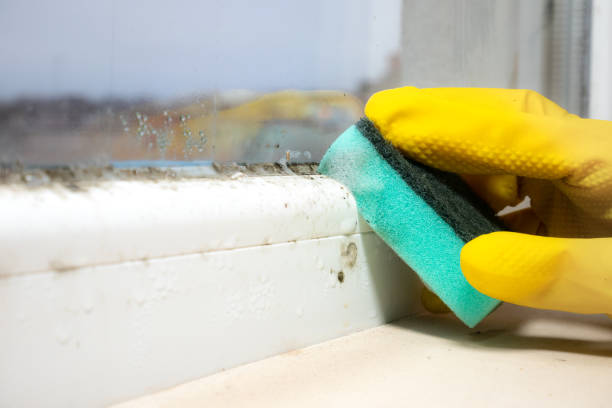 Best White Mold Remediation in St Helens, OR