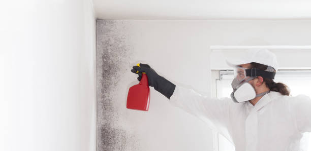 Best Crawl Space Mold Remediation in St Helens, OR