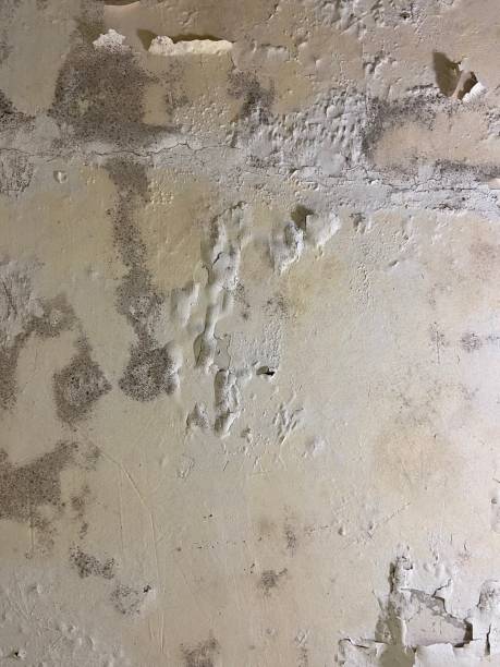 Best Attic Mold Remediation in St Helens, OR