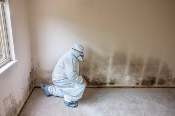 Best Bathroom Mold Remediation in St Helens, OR
