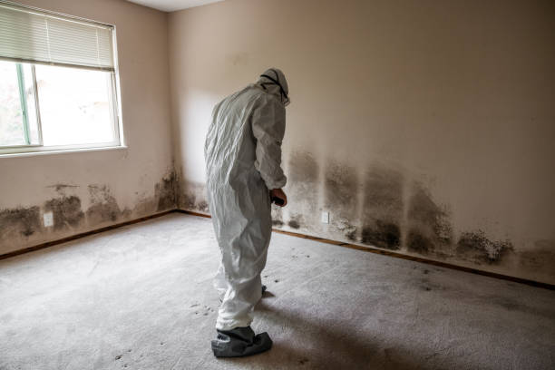 Best Mold Testing and Inspection Services in St Helens, OR