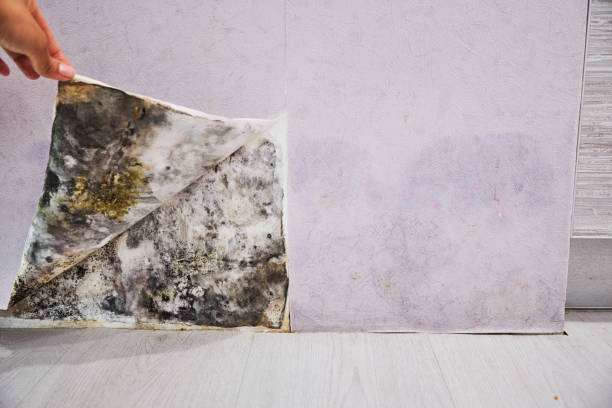 Best Industrial Mold Remediation in St Helens, OR
